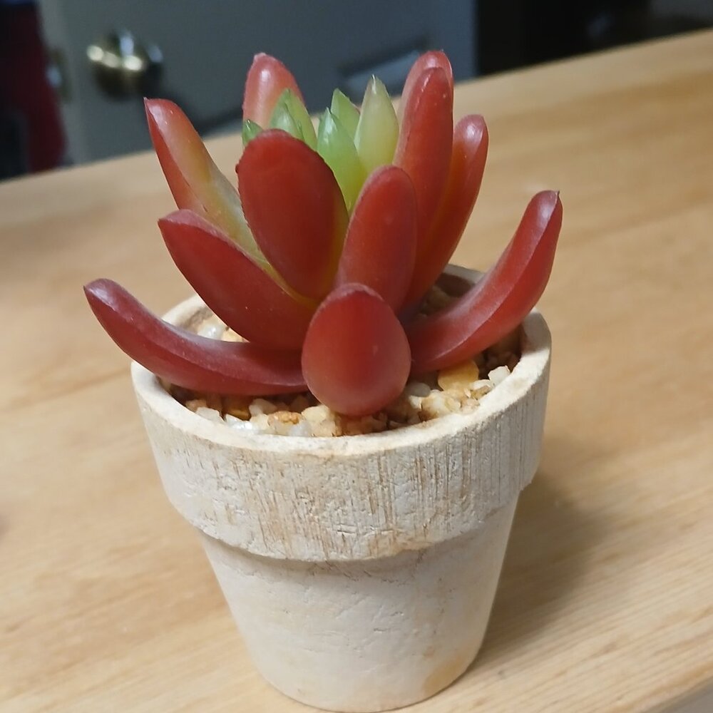 Little fake cactus